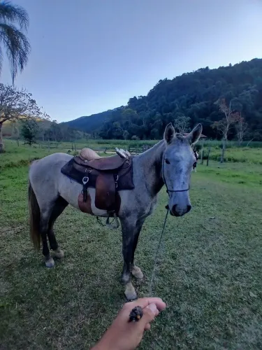 Cavalo tordilho