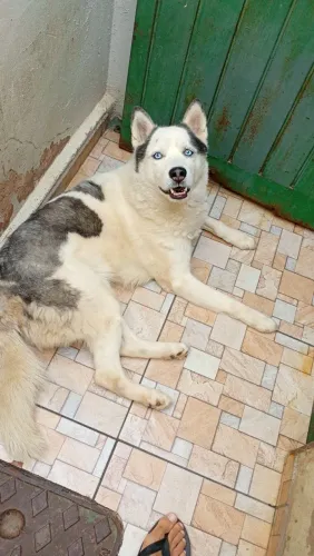 Vendo filhote de Husky siberiano