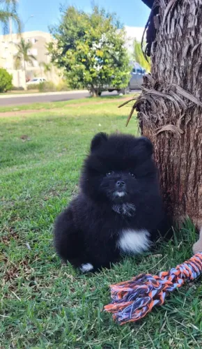 Fêmea lulu da Pomerânia
