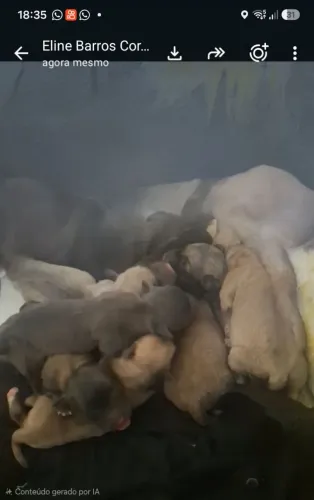 ? FILHOTES DE PITBULL COM CHOW CHOW