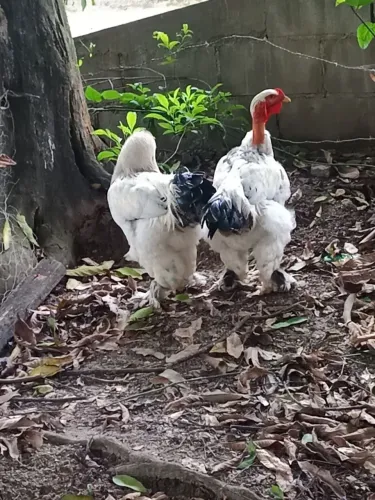 Galo Brahma