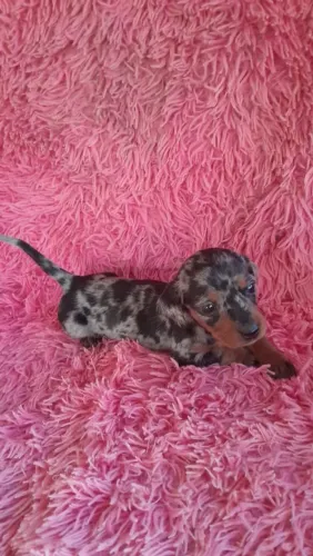 FILHOTES DE DACHSHUND (TECKEL, BASSET)DISPONÍVEL
