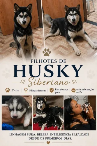 Vende _se fêmeas 