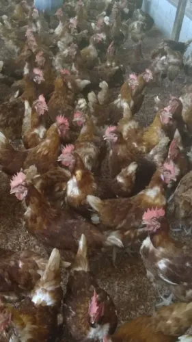 Galinhas de postura vermelha