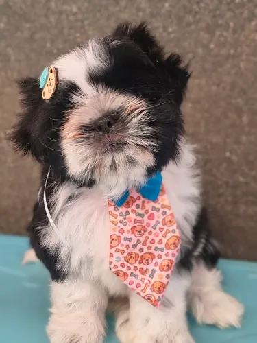 Shih tzu