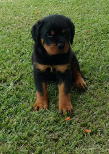 Compre seu Rottweiler com Segurança: Saúde Garantida e Contrato Formal