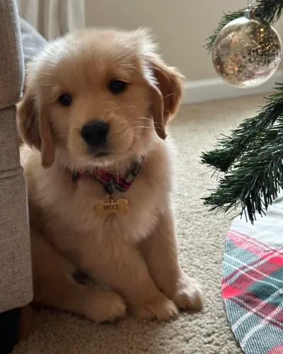 Golden Retriever - Uma Amizade Sincera