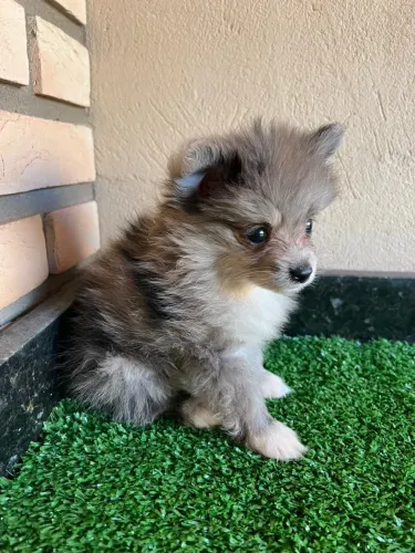 Filhote de spitz anão exótico BLUEMERLEY