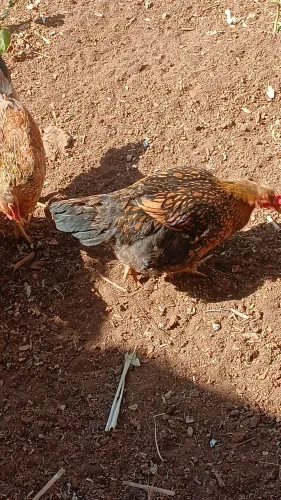 Franga GSB 