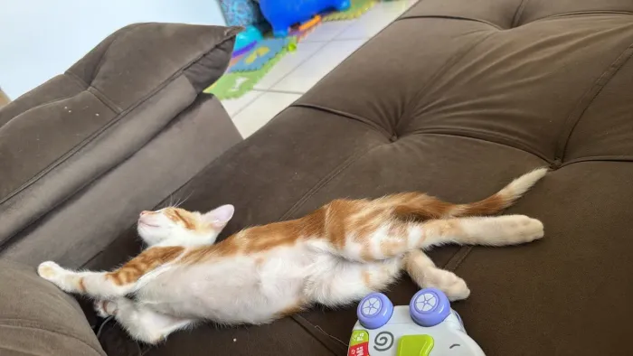 Doação de um casal de gatos filhotes