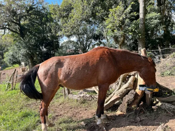 Cavalo crioulo com manga larga 