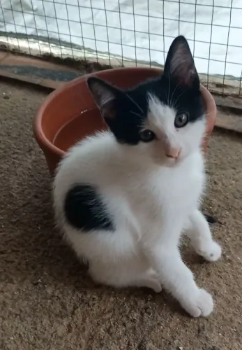 Gatinho para adoção 