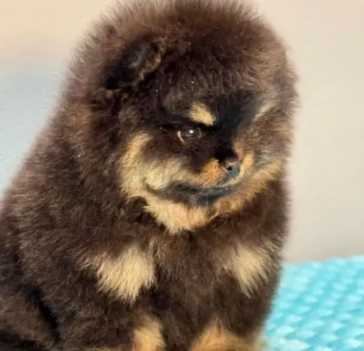 Cachorro Lulu da Pomerania cor exótica com aparência de verdadeiro ursinho