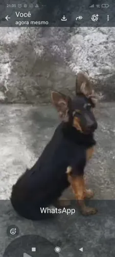 Cachorro 