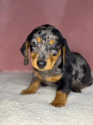 basset dachshund fêmeas