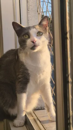 Gato perdido