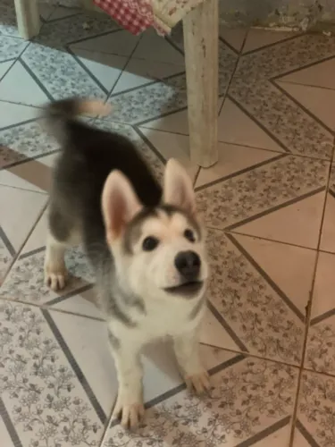 Husky siberiano