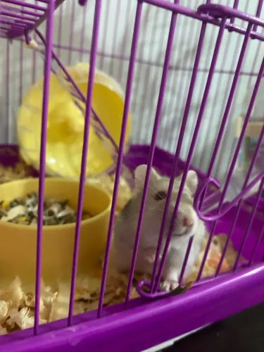 Gaiola + Hamster