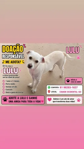 DOAÇÃO DE PETS: 1 FÊMEA E 1 MACHO