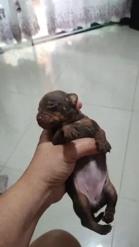 Filhote de pinscher fêmea 0
