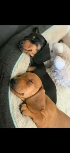 Filhotes de Dachshund 