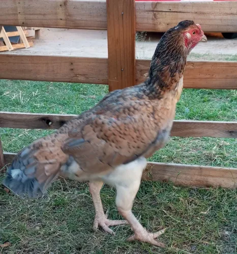 Vendo uma galinha índia topete e canela branca 