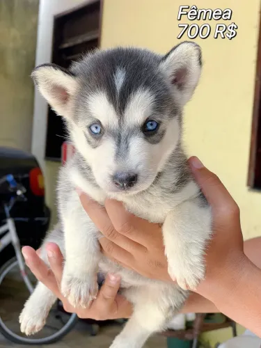 Filhotes de husky 