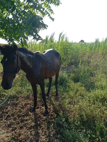 Cavalos