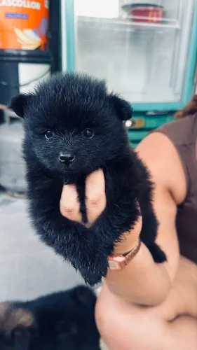 Spitz alemão macho