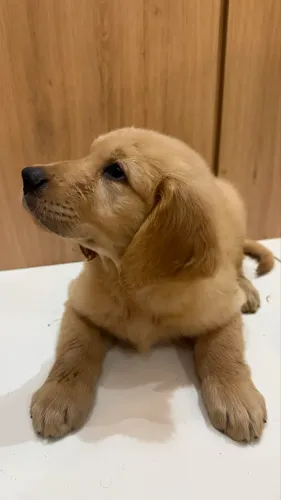 FILHOTES DE GOLDEN RETRIEVER DISPONÍVEIS