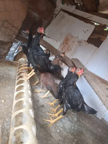 Vendo-se Franguinhos caipira
