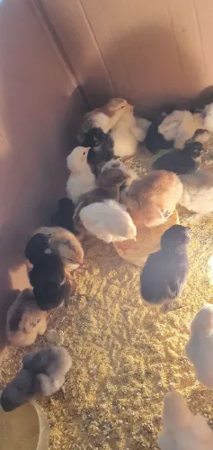 Pintinhos diversas raças gsb,caipiras,polacas,bramas e outras