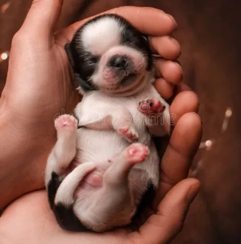 Filhote de shih tzu