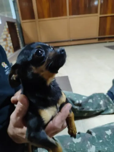 FÊMEA DE PINCHER x CHIHUAHUA