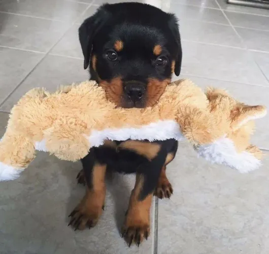 Rottweiler - Tem Um motivo Pra Esse Cachorro Ser Tão Procurado