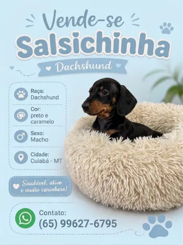 Filhote de Salsichinha (Dachshund) - 3 Meses!