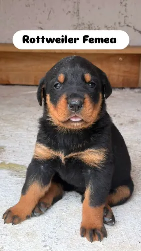 ROTTWEILER MACHO E FEMEA