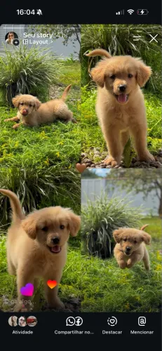 Golden retriver filhote 3 meses