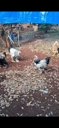 Galinhas brahma