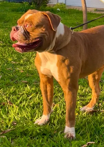 Olde Engles Bulldog 