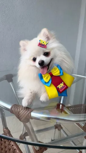 Lulu da Pomerania a procura de namorada
