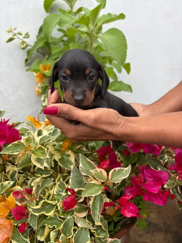 Dachshund Salsicha
