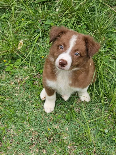 Border Collie Macho Marrom e Branco