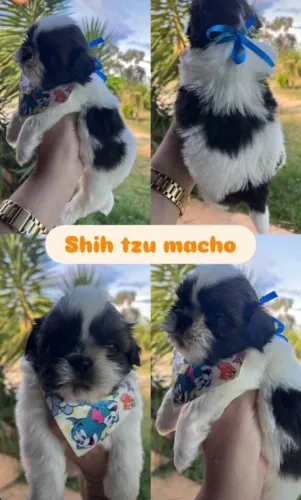 Shitzu filhote