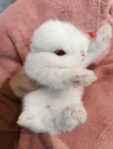 Filhotes de Netherland Dwarf Anão 