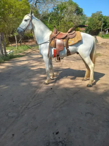 Cavalo 