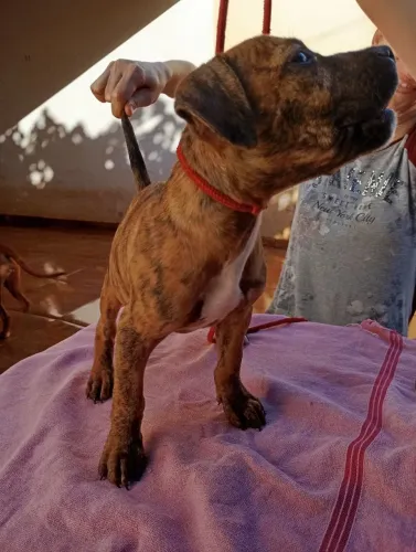 Filhotes de Pit Bull 