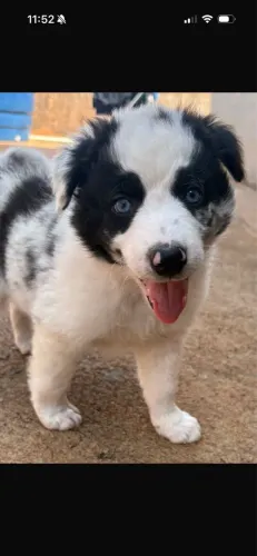 Vende-se cachorro macho da raça border collie