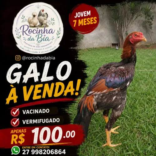 Galo 