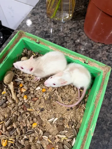 Ratos Twister